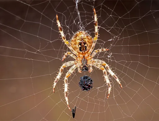 Cotação para Dedetização de Aranhas